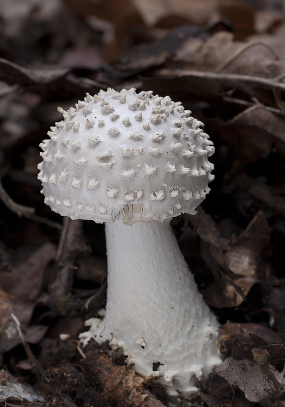 Amanita echinocephala